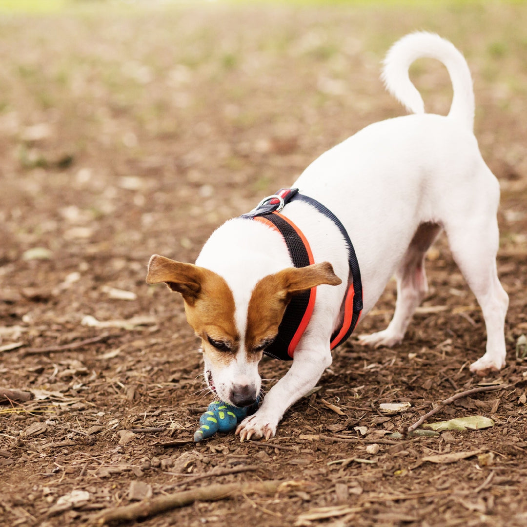 Kazoo Dog Toy Latex Snake [:small]