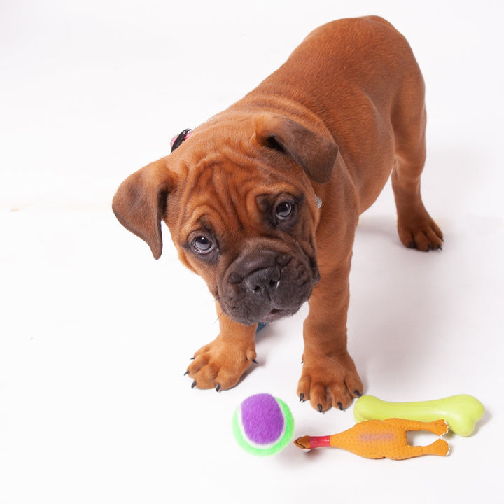 Kazoo Dog Toy Latex Chicken [:small]