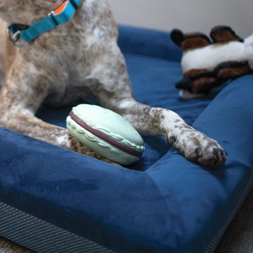 Kazoo Dog Toy Latex Macaroon Medium - Minty
