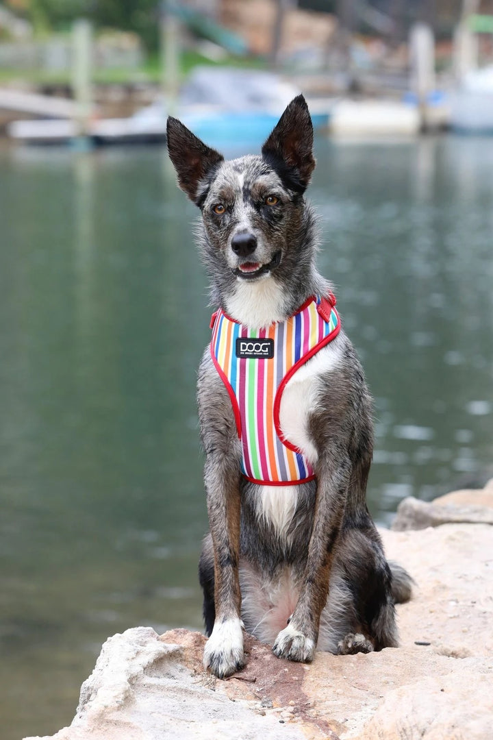 Doog Harness Neoflex Scooby [:small]