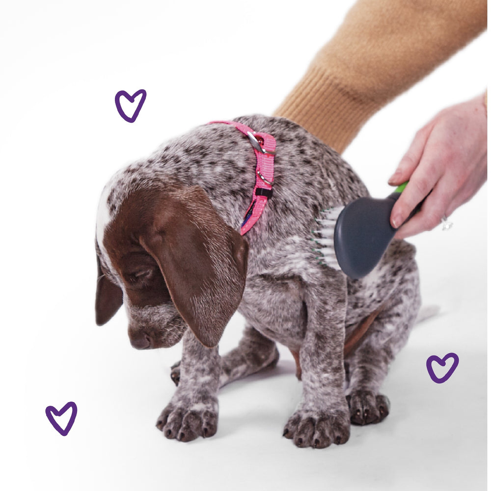 Kazoo Dog Collar Classic Pink [:extra Large]