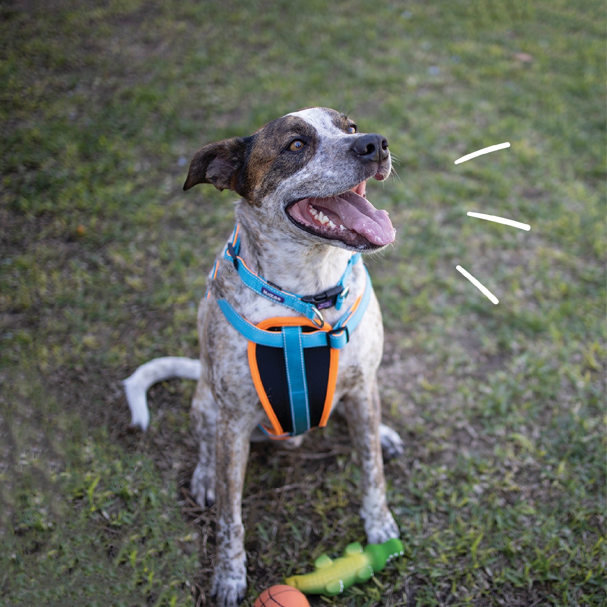 Kazoo Dog Collar Active Adjustable Ocean Sunrise [:extra Large]