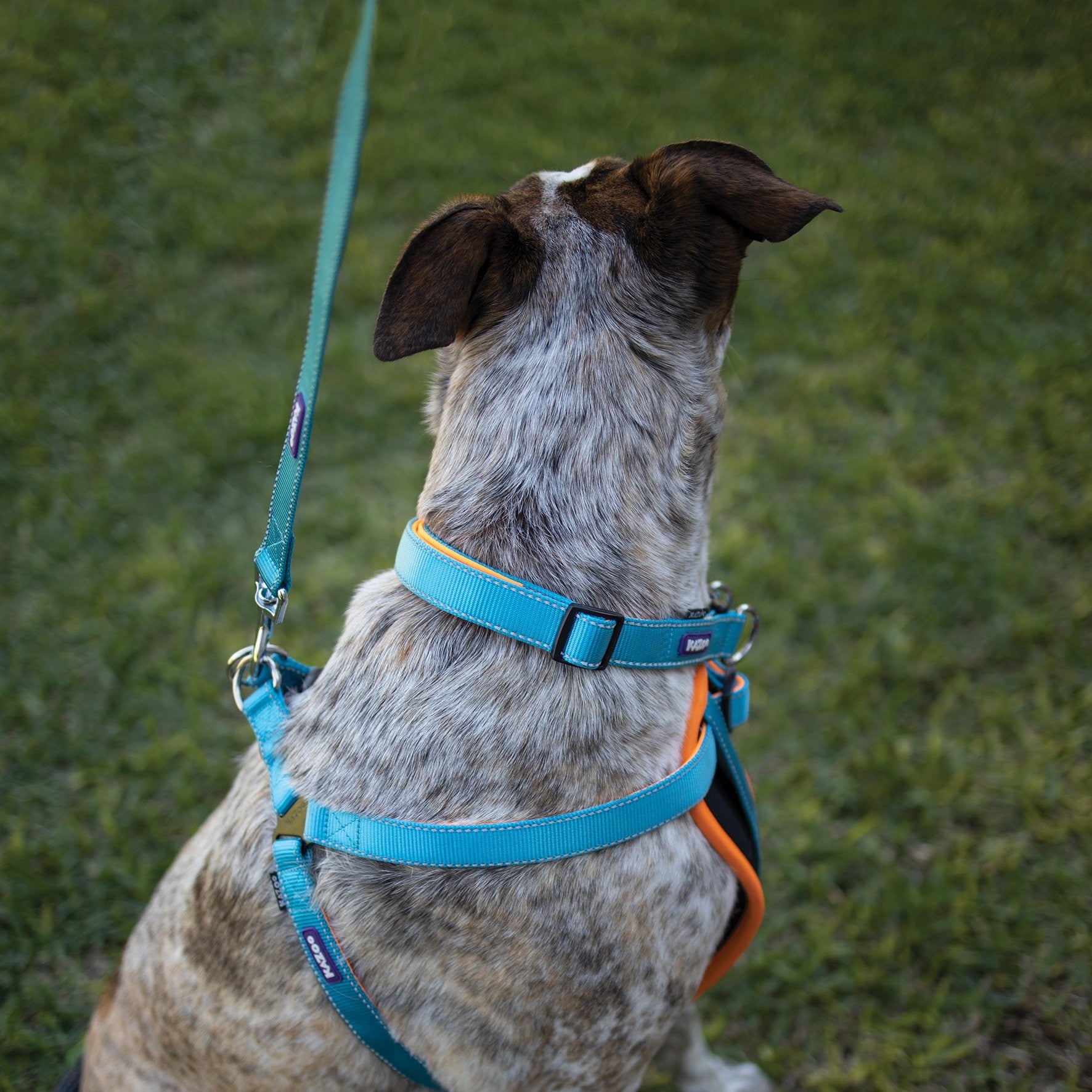 Kazoo Dog Collar Active Adjustable Ocean Sunrise [:extra Large]