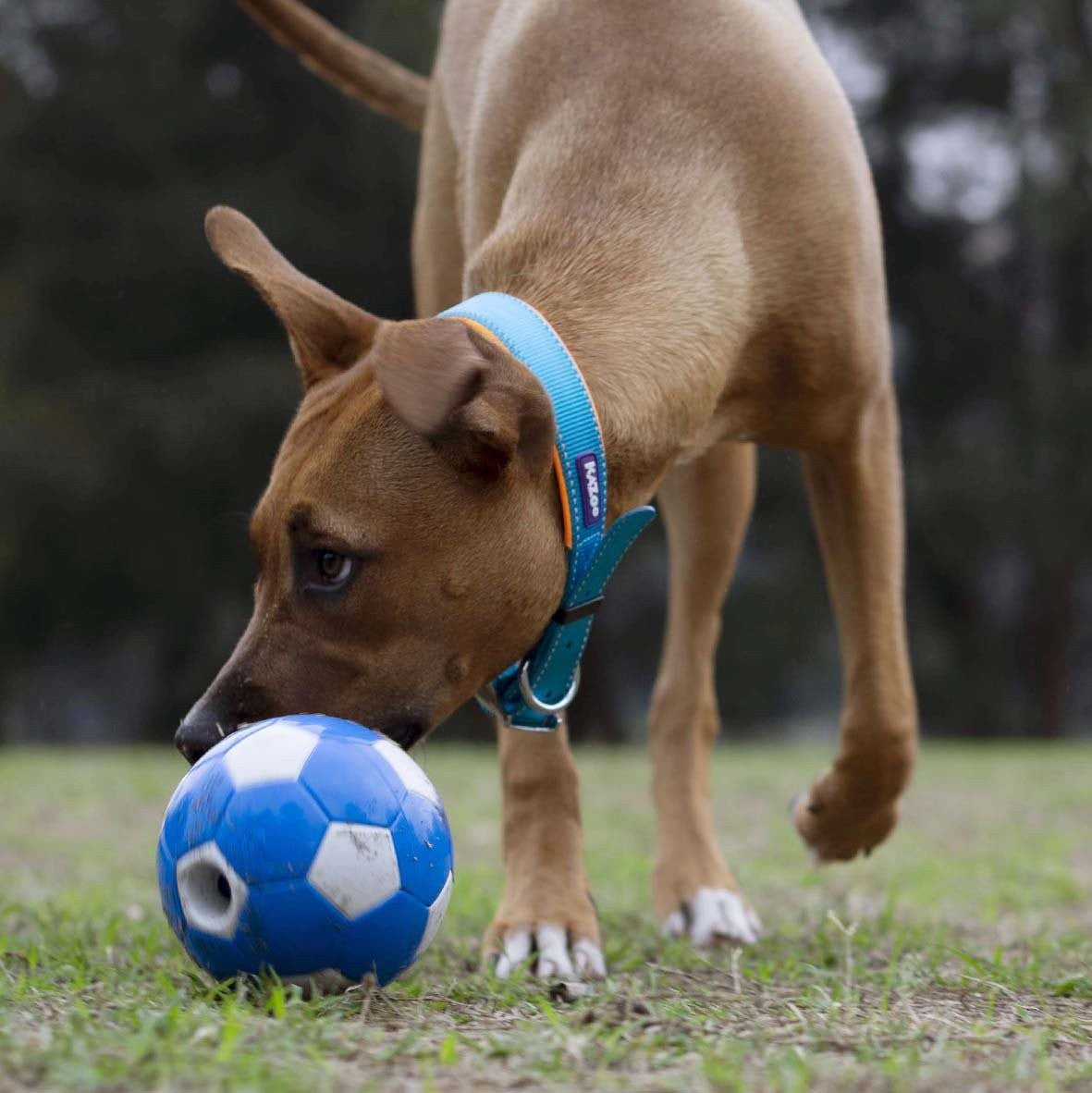 Kazoo Dog Collar Active Ocean Sunrise [:extra Large]