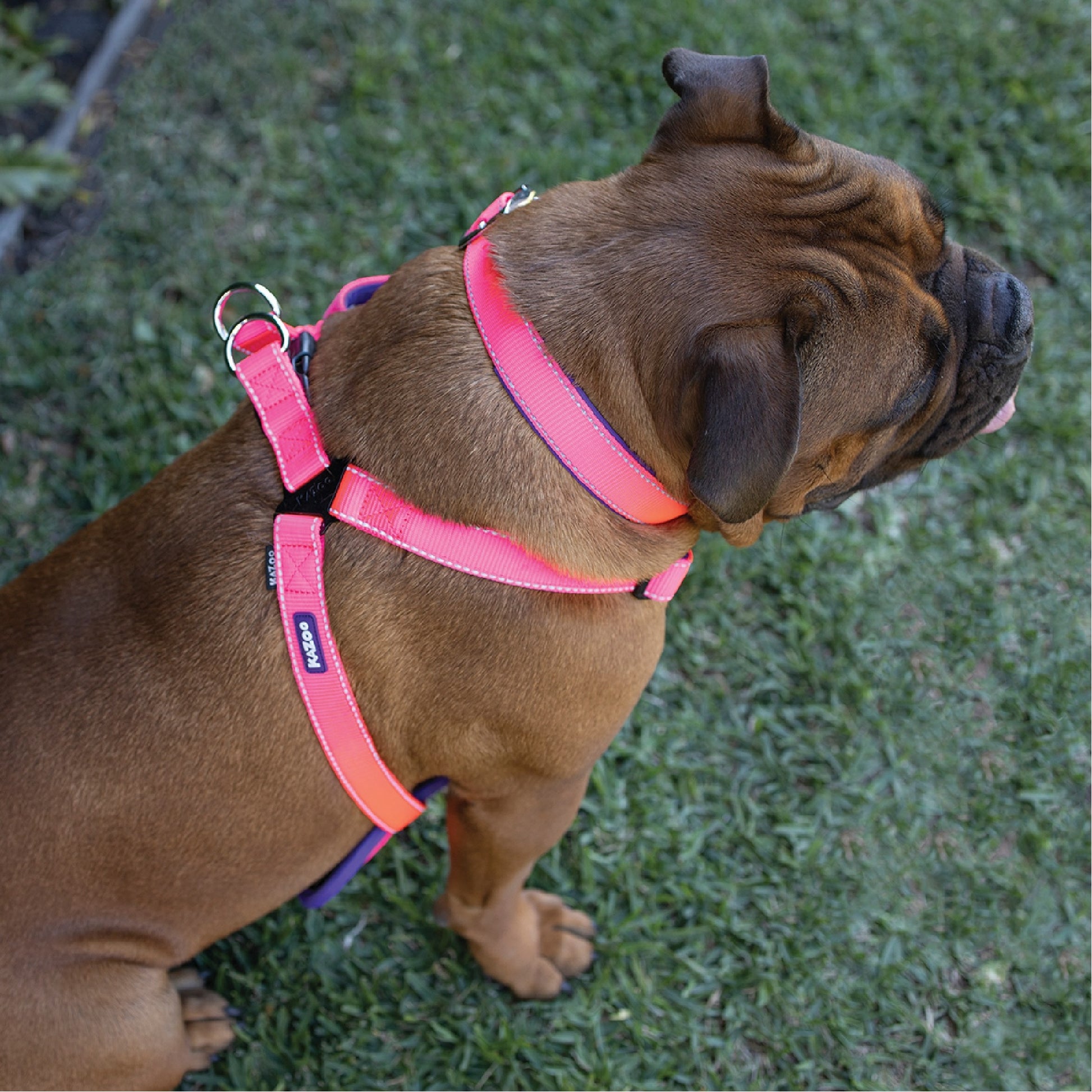 Kazoo Dog Collar Active Bloom Burst [:extra Large]