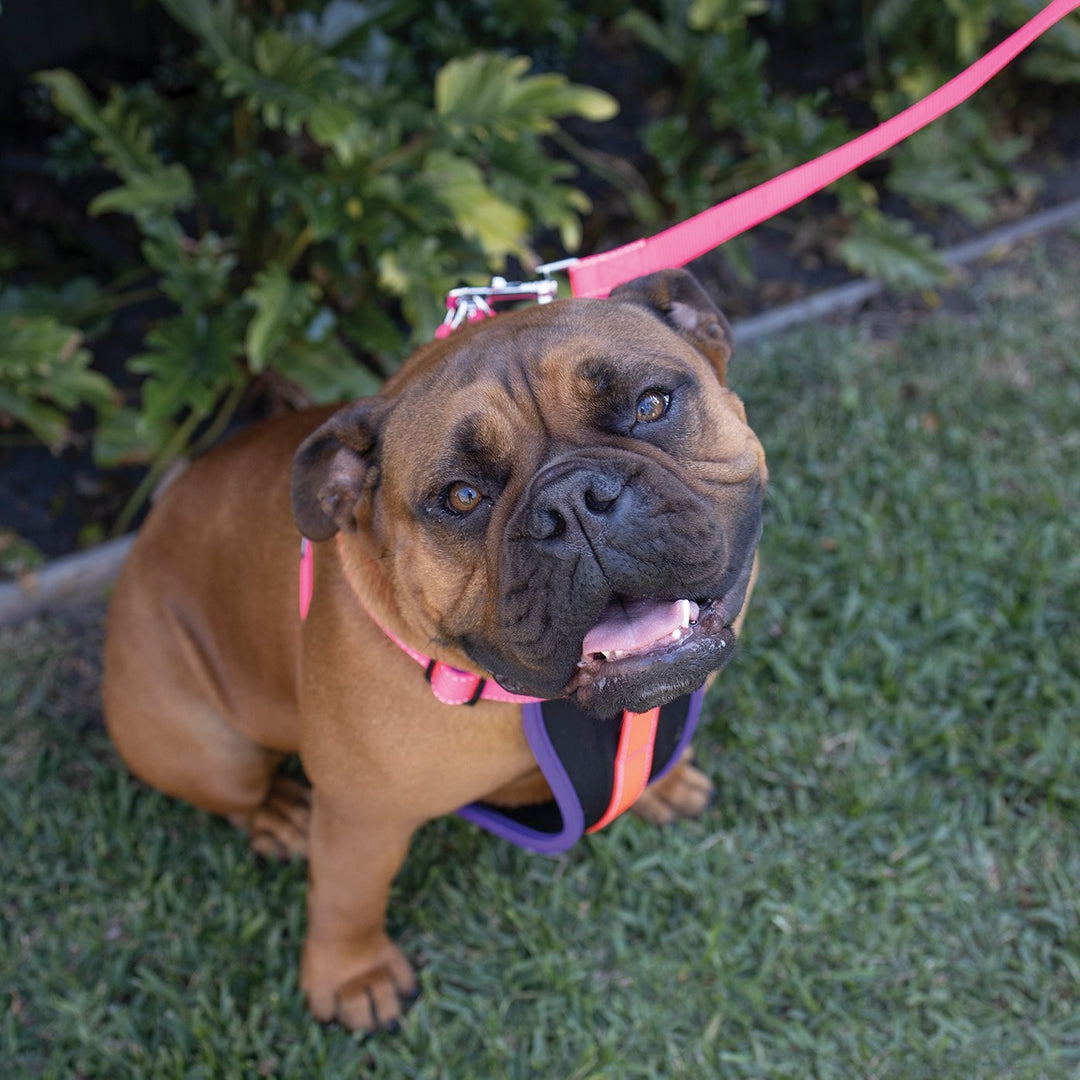 Kazoo Dog Leash Active Bloom Burst 1200mm [:15mm]