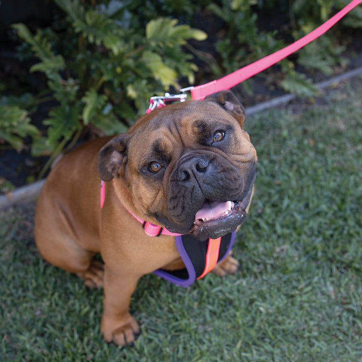 Kazoo Dog Leash Active Bloom Burst 1200mm [:15mm]