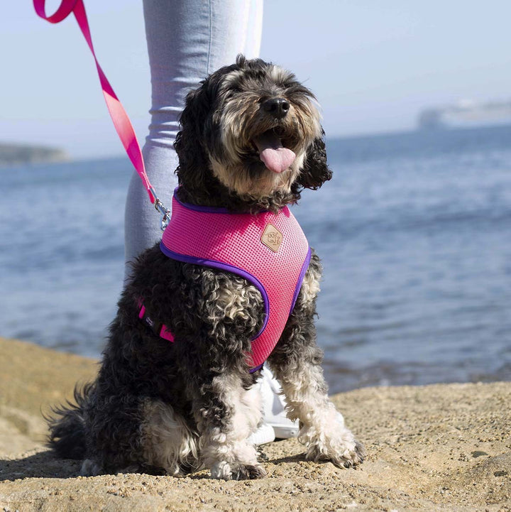 Kazoo Dog Leash Active Bloom Burst 1200mm [:15mm]