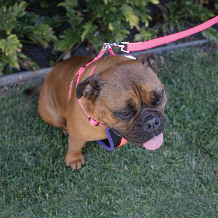 Kazoo Dog Leash Active Bloom Burst 1200mm [:15mm]