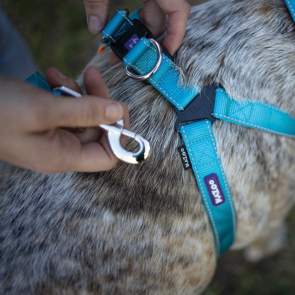 Kazoo Dog Leash Active Ocean Sunrise 1800mm [:15mm]