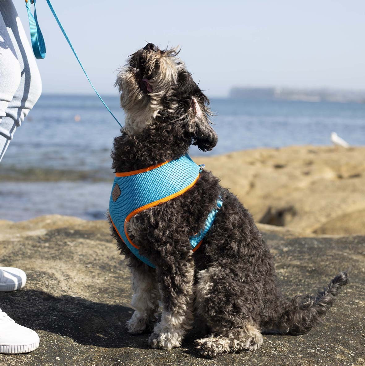 Kazoo Dog Leash Active Ocean Sunrise 1800mm [:15mm]