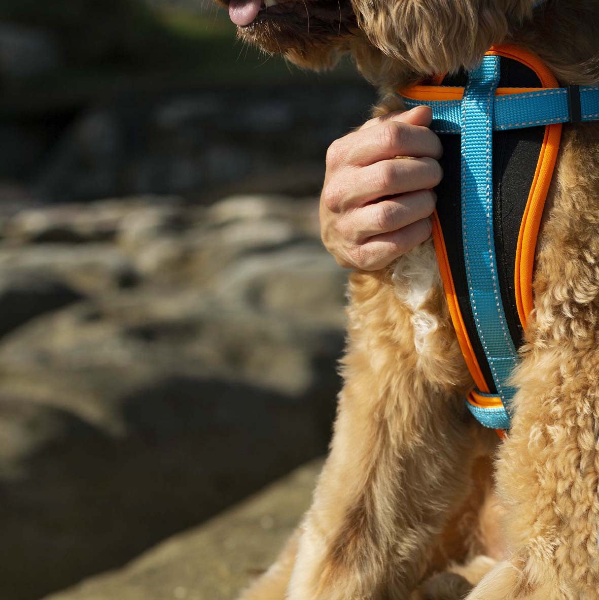 Kazoo Harness Active Ocean Sunrise [:extra Large]
