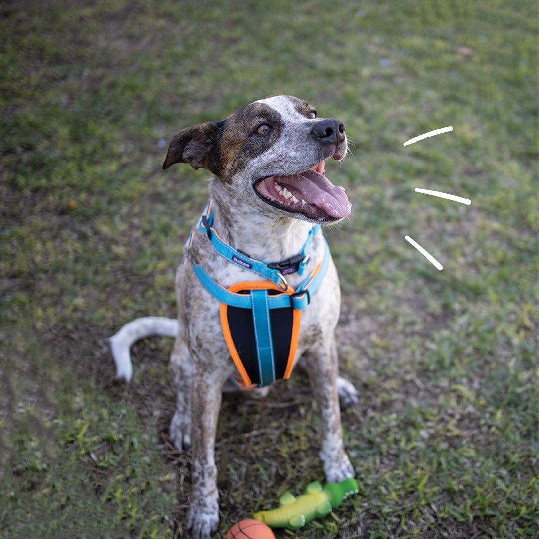 Kazoo Harness Active Ocean Sunrise [:extra Large]