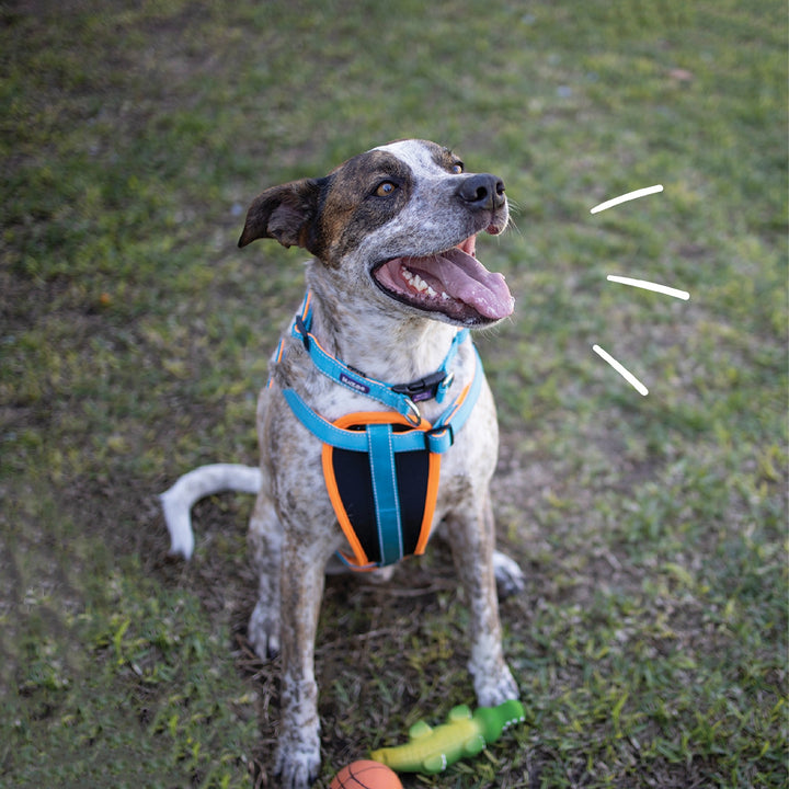 Kazoo Harness Active Ocean Sunrise [:extra Large]