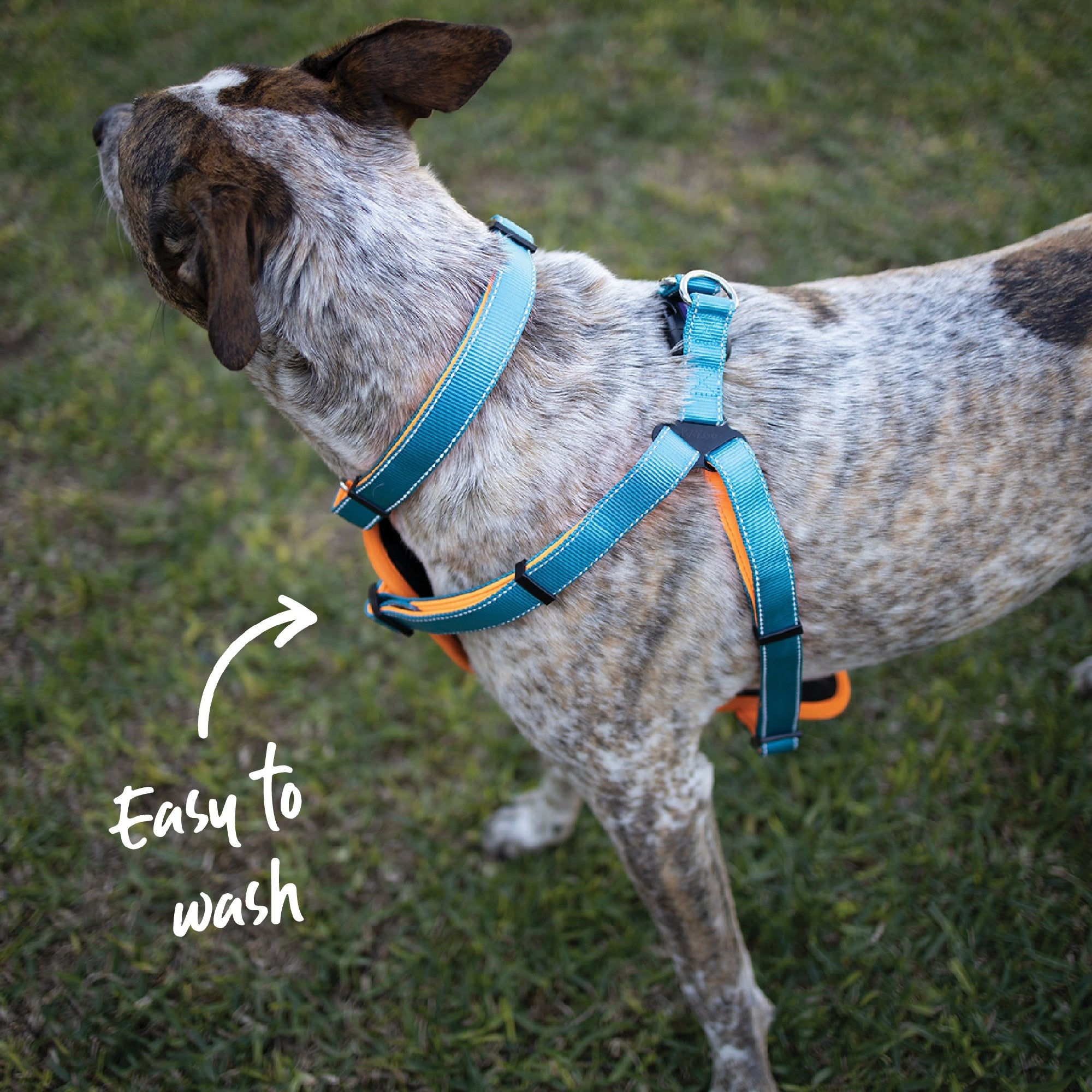 Kazoo Harness Active Ocean Sunrise [:extra Large]