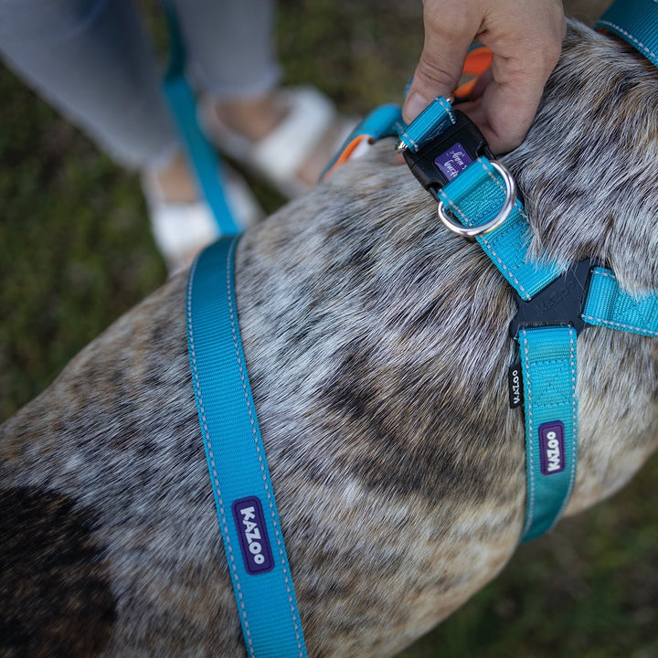 Kazoo Harness Active Ocean Sunrise [:extra Large]