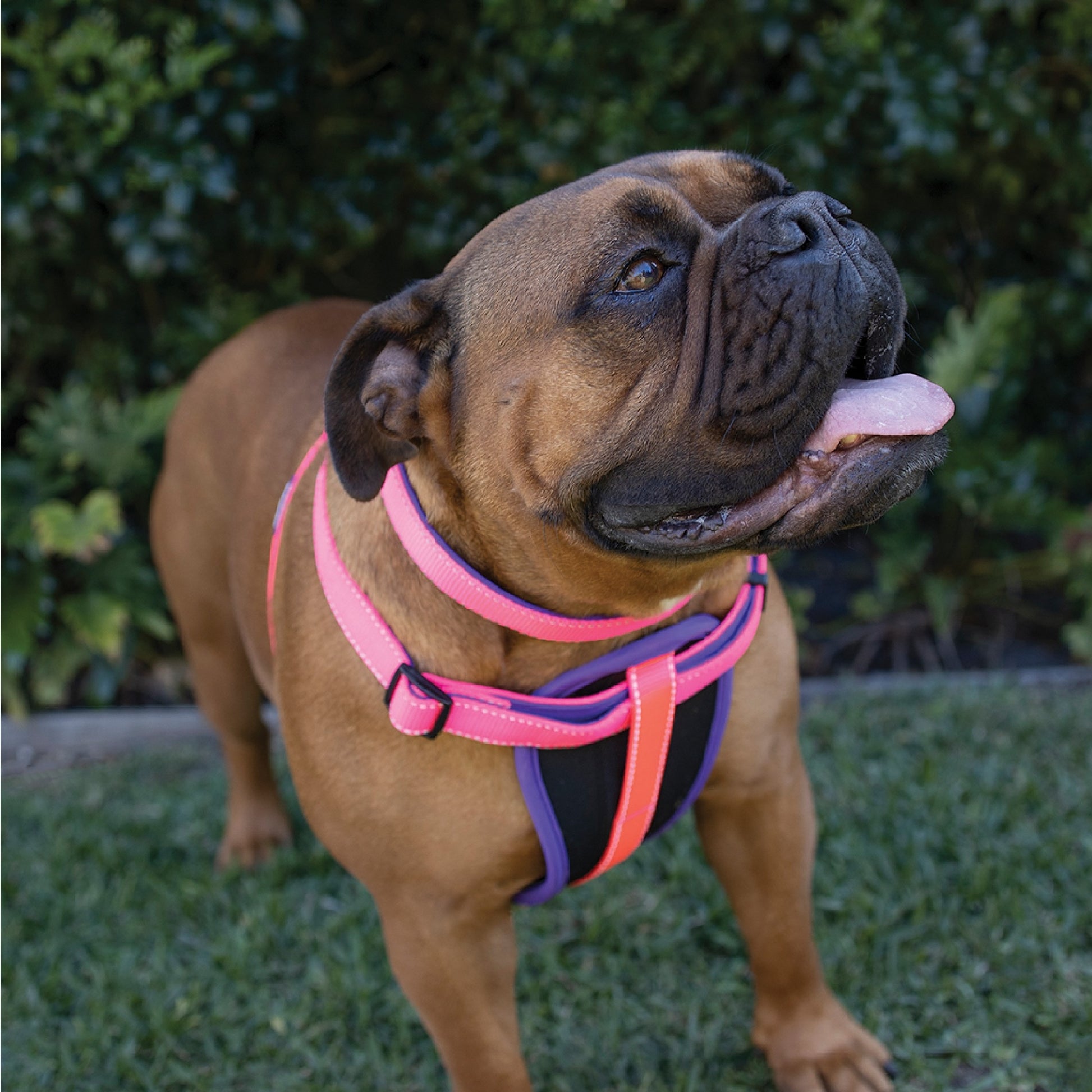 Kazoo Harness Active Bloom Burst [:extra Large]