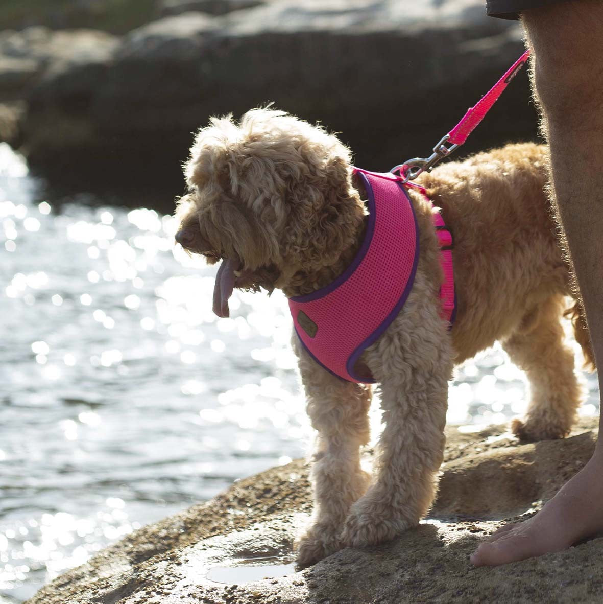 Kazoo Harness Active Soft Bloom Burst [:xxs]