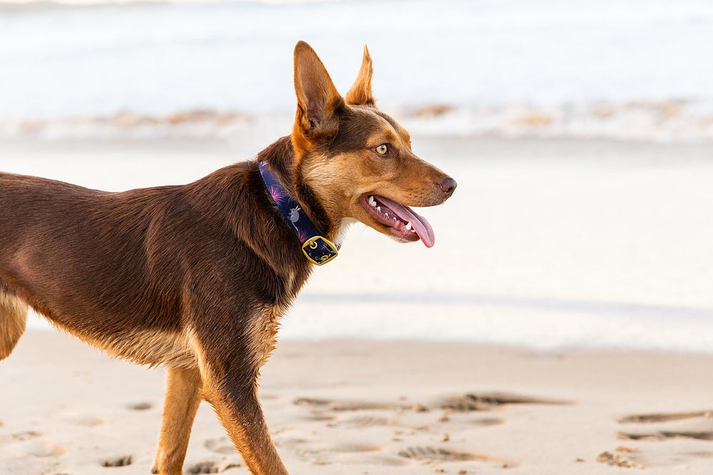Anipal Dog Collar Billie The Bilby [:small]