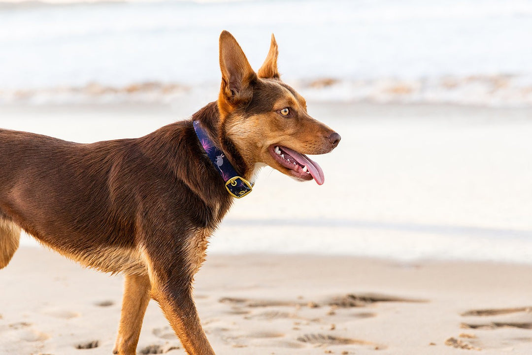 Anipal Dog Collar Billie The Bilby [:small]