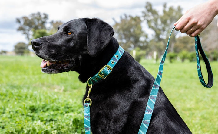 Anipal Dog Collar Kylo The Koala [:small]