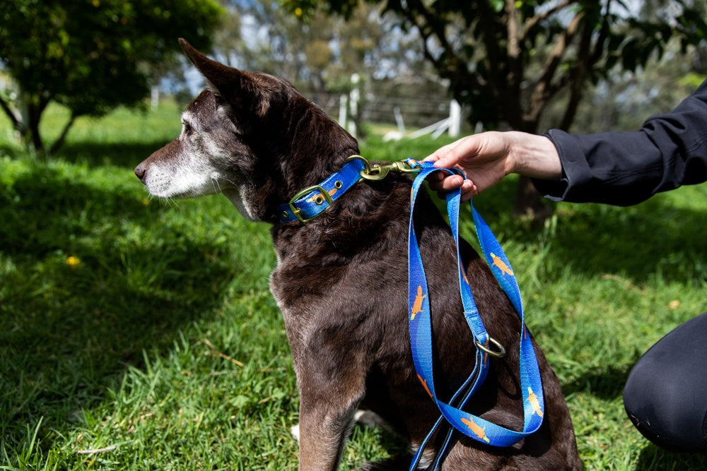 Anipal Dog Leash Piper The Platypus