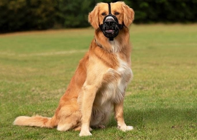 Muzzle Dog Baskerville Ultra Size [:2]