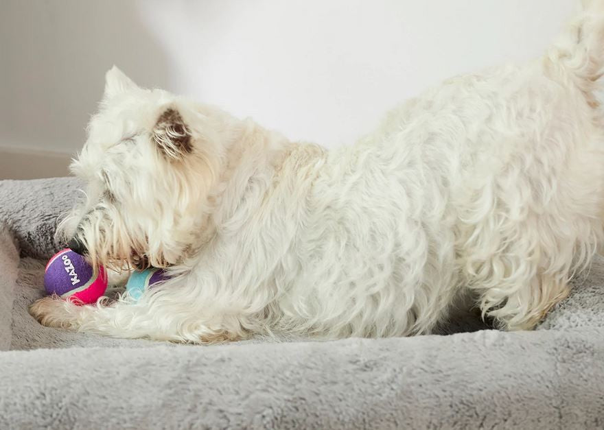 Kazoo Dog Toy Tennis Ball Squeaky Medium