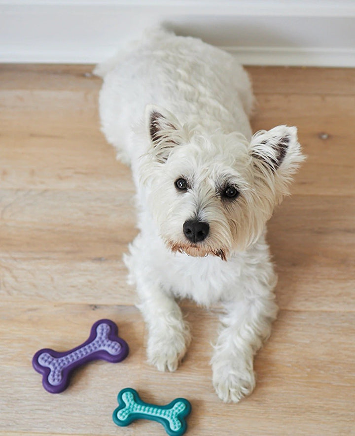 Kazoo Dog Toy Puppy Teether [:small]