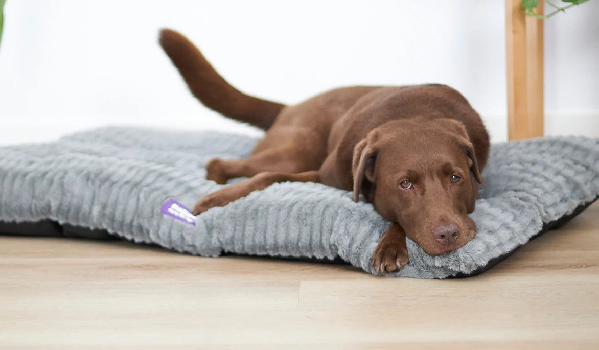 Bed Dog Kazoo Cloud Cushion Cool Grey Large