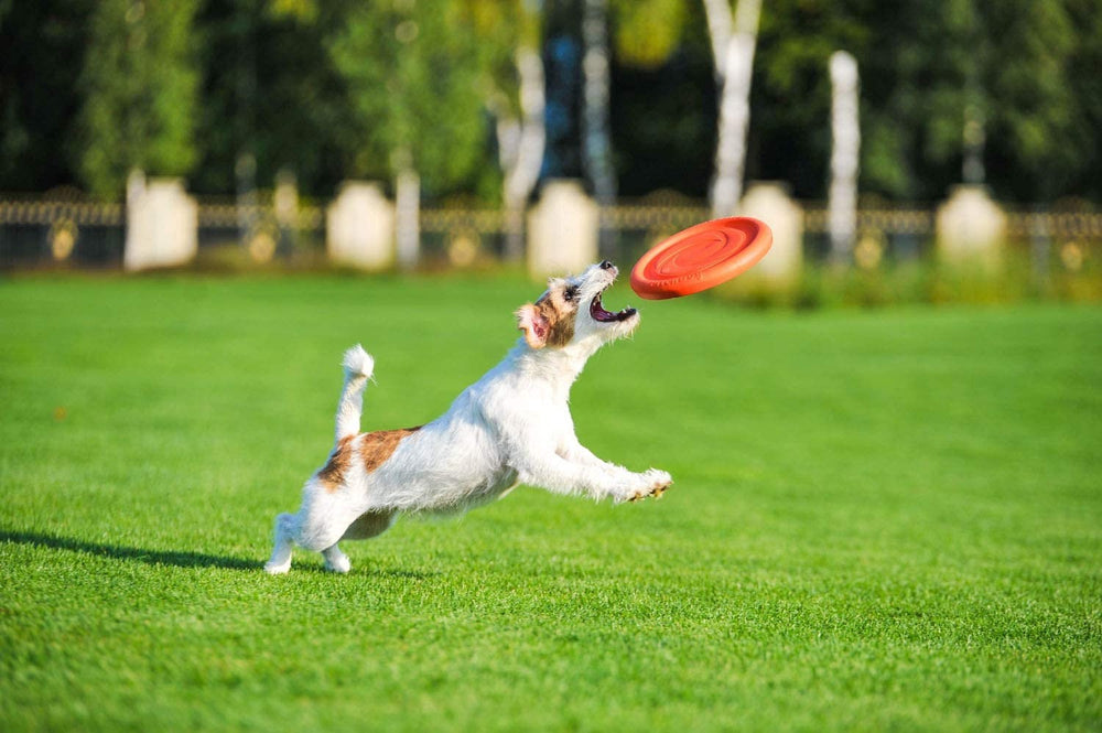 Sassbai Toy Pitchdog Flying Disk 24cm [:blue]