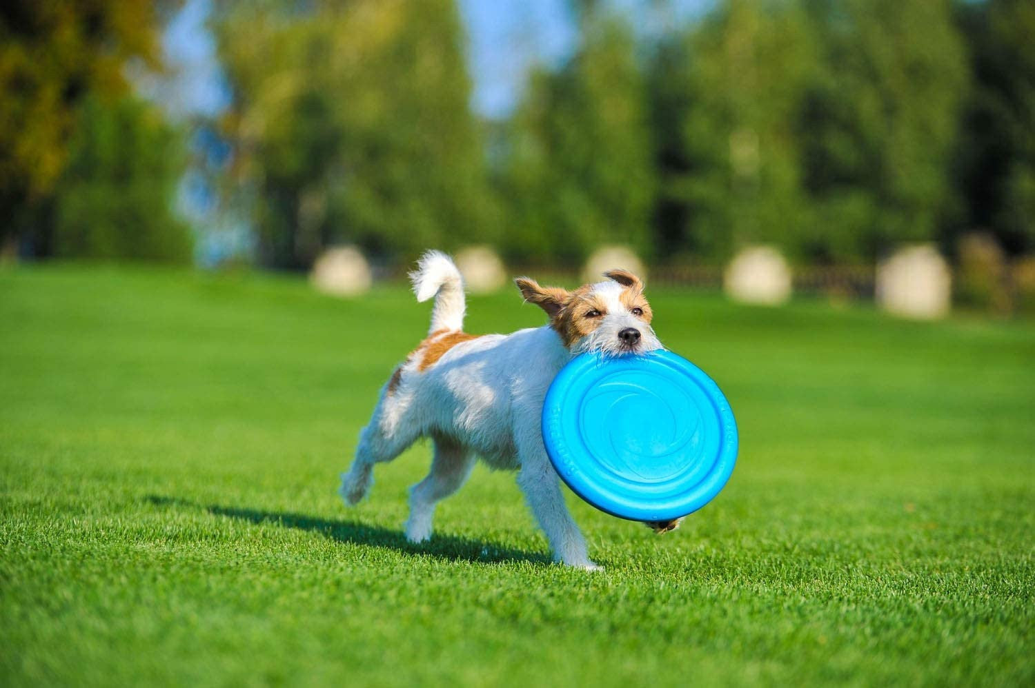 Sassbai Toy Pitchdog Flying Disk 24cm [:blue]