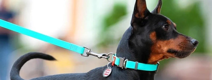 Waudog Waterproof Dog Collar With Qr Passport Blue [:l23cm To 35cm]