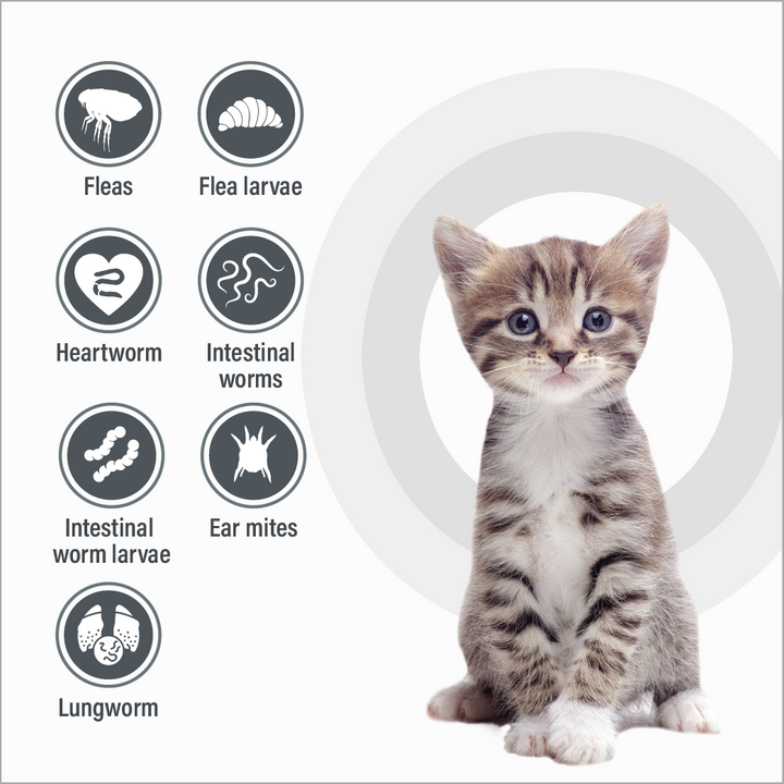 Talentcare Spot On Cat & Kitten Under 4kg 6 Pack