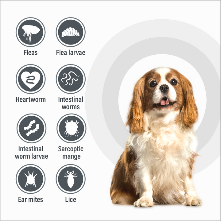 Talentcare Spot On Dog 4kg-10kg 6 Pack