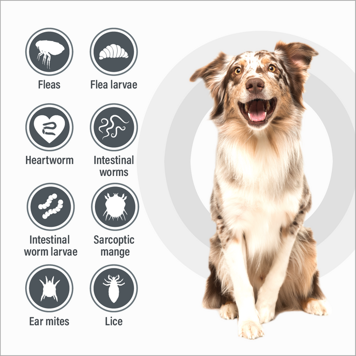 Talentcare Spot On Dog Over 25kg 6 Pack