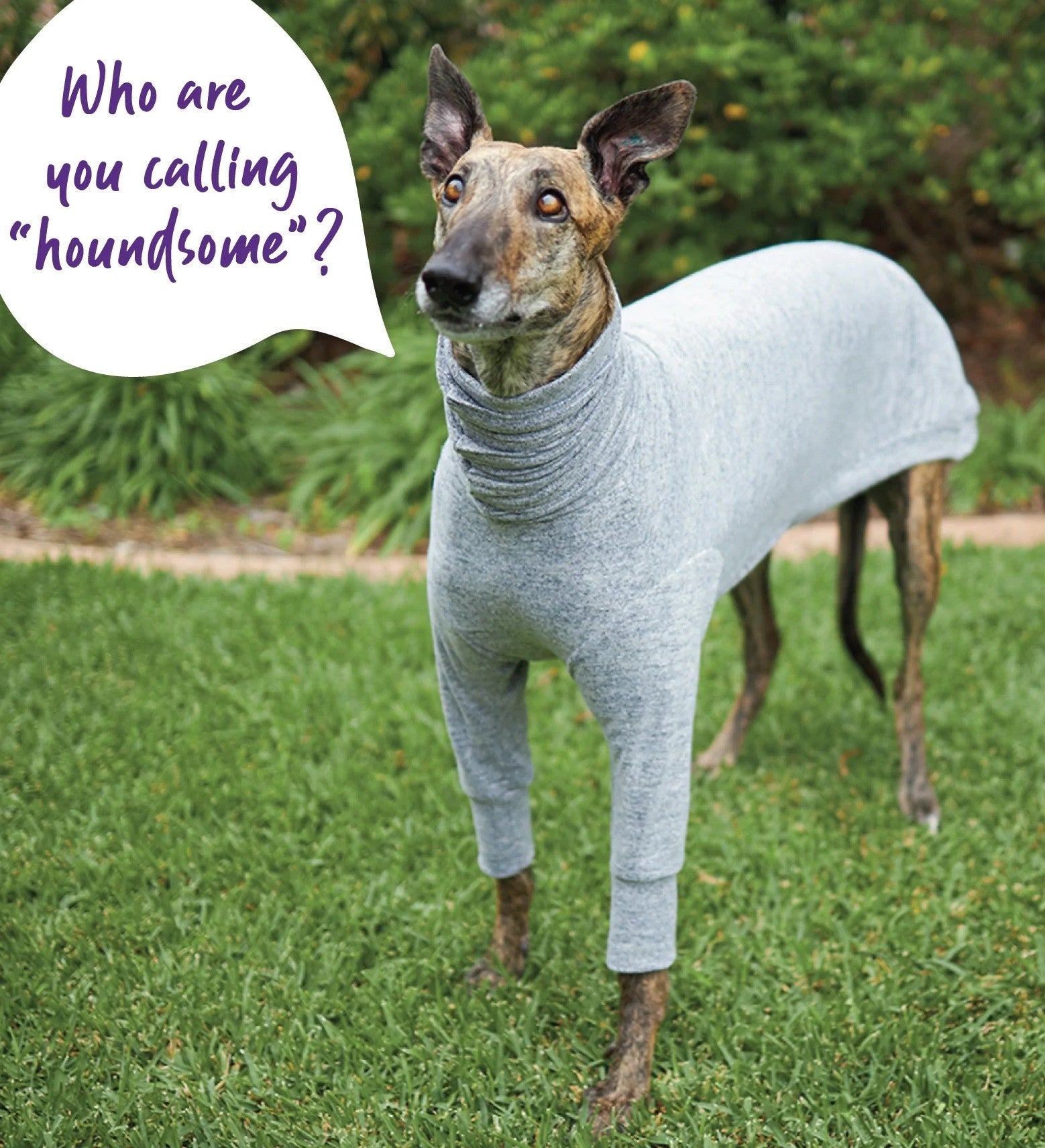 Kazoo Dog Rug Greyhound Softie Grey [:59cm-65cm]