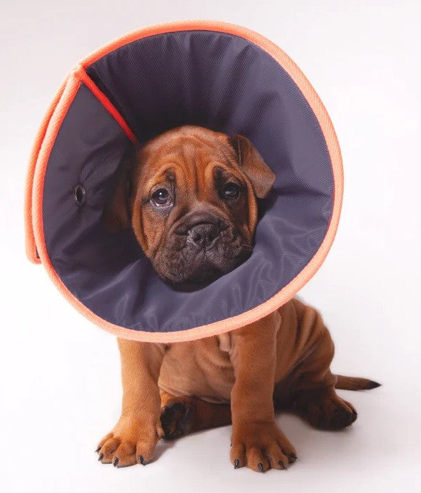 Vet Collar Comfy [:extra Small]