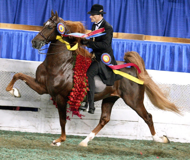Breyer Traditional Marc Of Charm Saddlebred