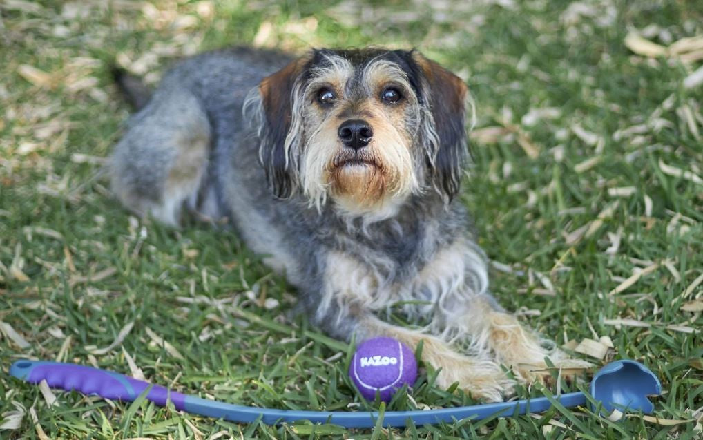 Kazoo Dog Toy Eco Friendly Ball Thrower Medium