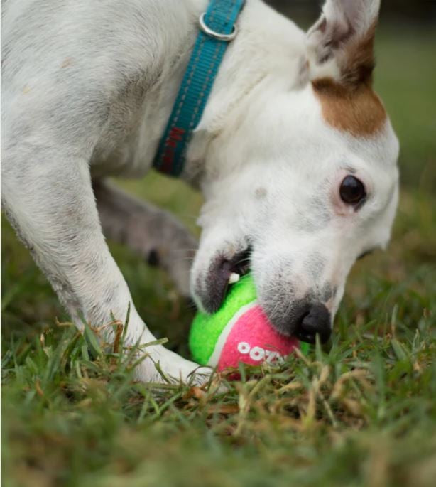 Kazoo Dog Toy Tennis Ball Suits Thrower Medium
