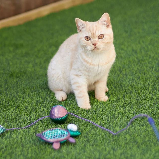 Cat Toy Kazoo Sea Turtle