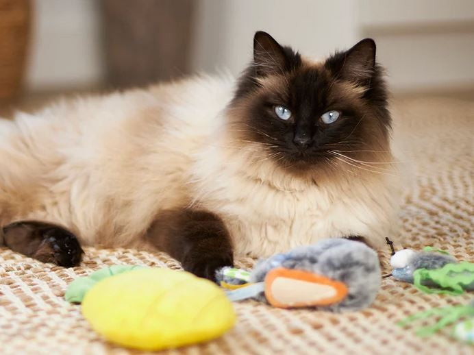 Cat Toy Kazoo Hungry Bunny