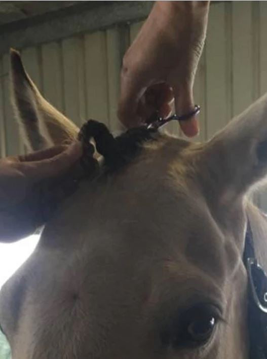Hairy Pony Scissors Fastening