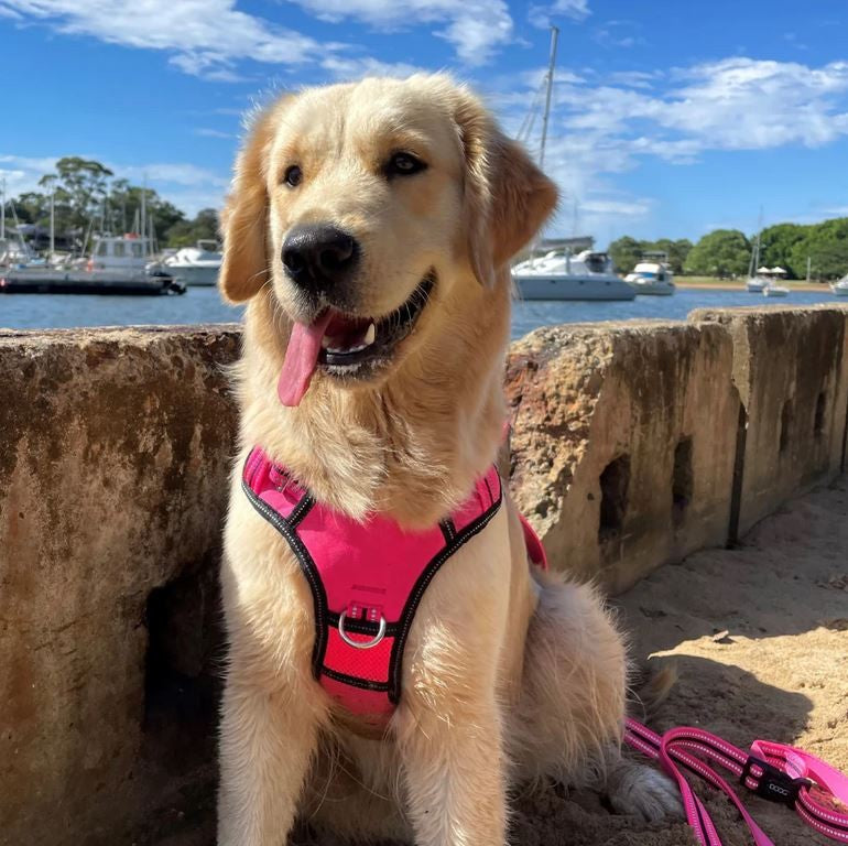 Doog Harness Neotech Neon Lady [:small]