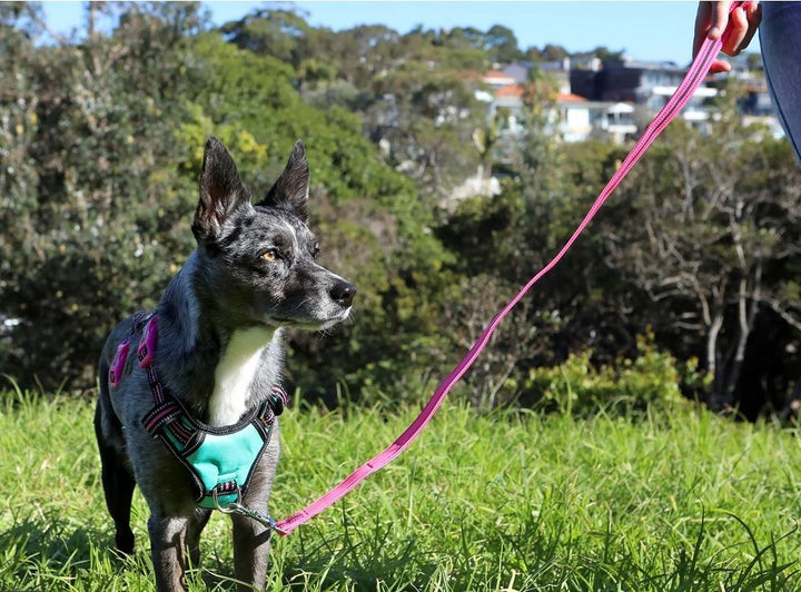 Doog Harness Neotech Neon Lady [:small]