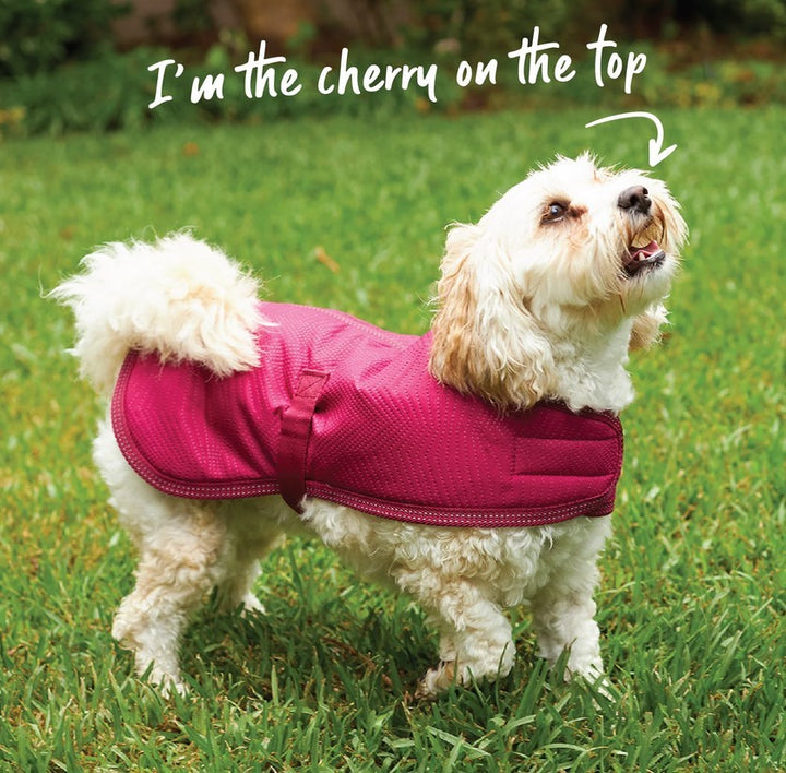 Kazoo Dog Rug Adventure Cherry [:27.0cm]