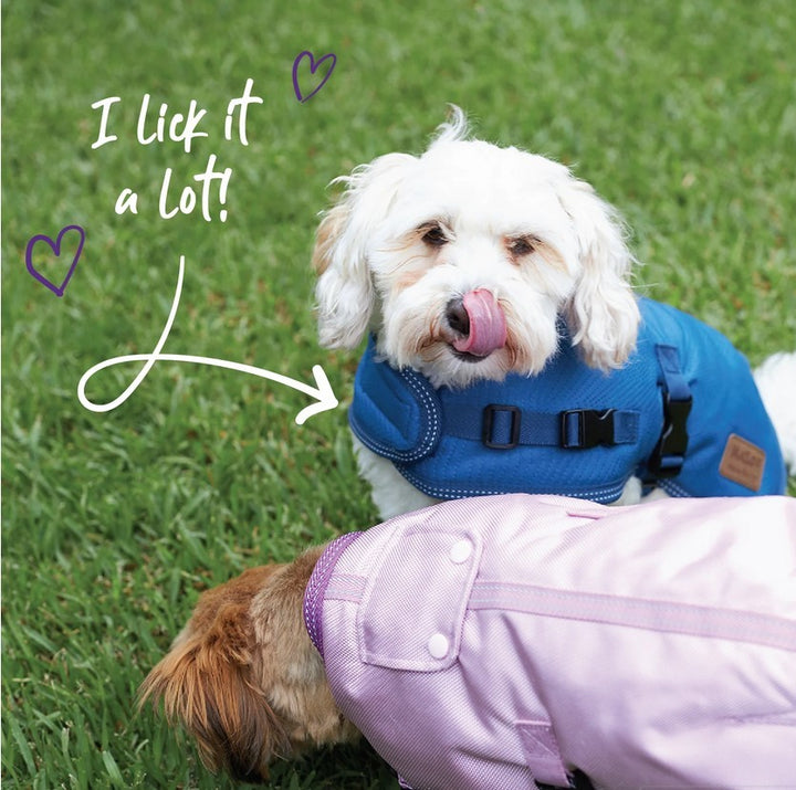 Kazoo Dog Rug Adventure River [:27.0cm]