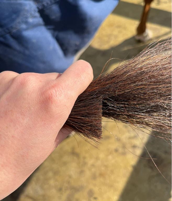 Hairy Pony Scissors Tail Trimming