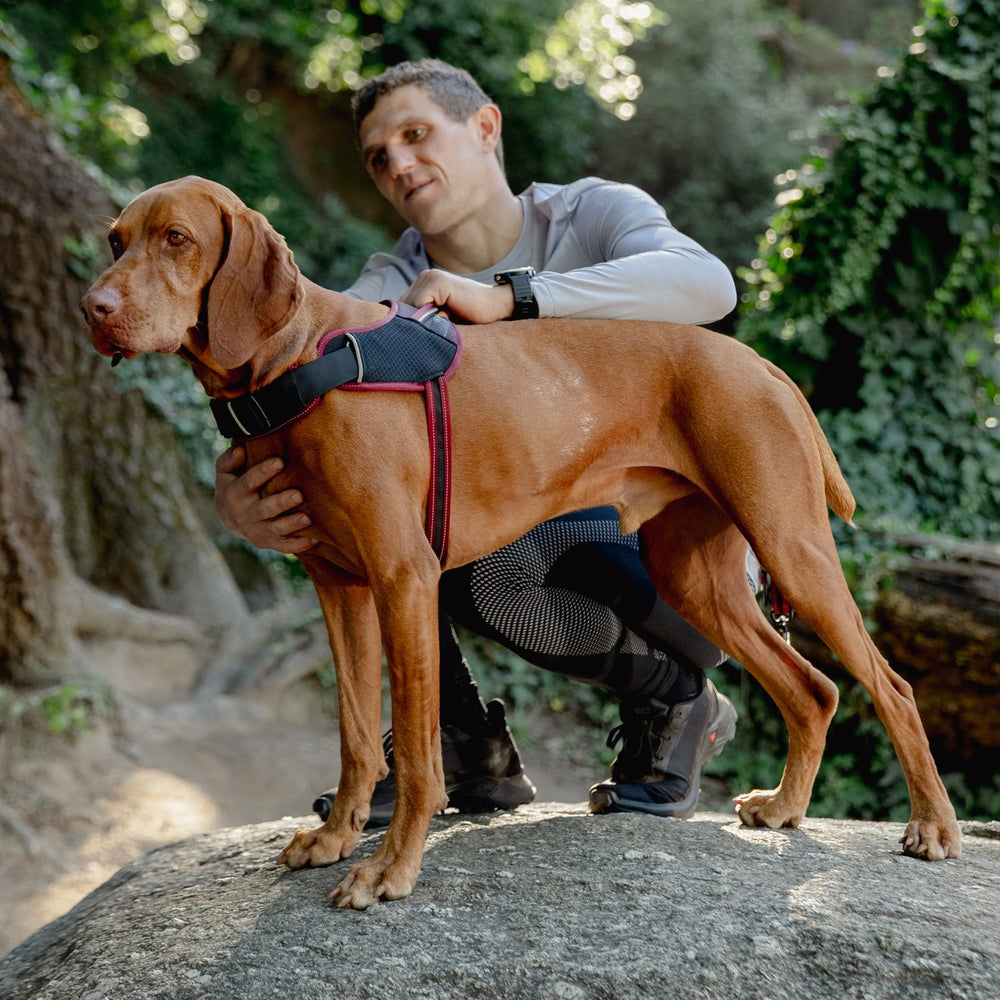 Rogz Airtech Sport Harness Rock Red [:small]